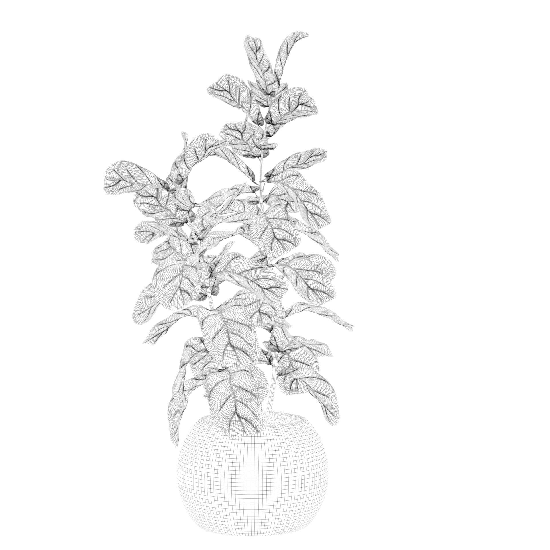 Ficus Lyrata in black felt pot 3D model_34