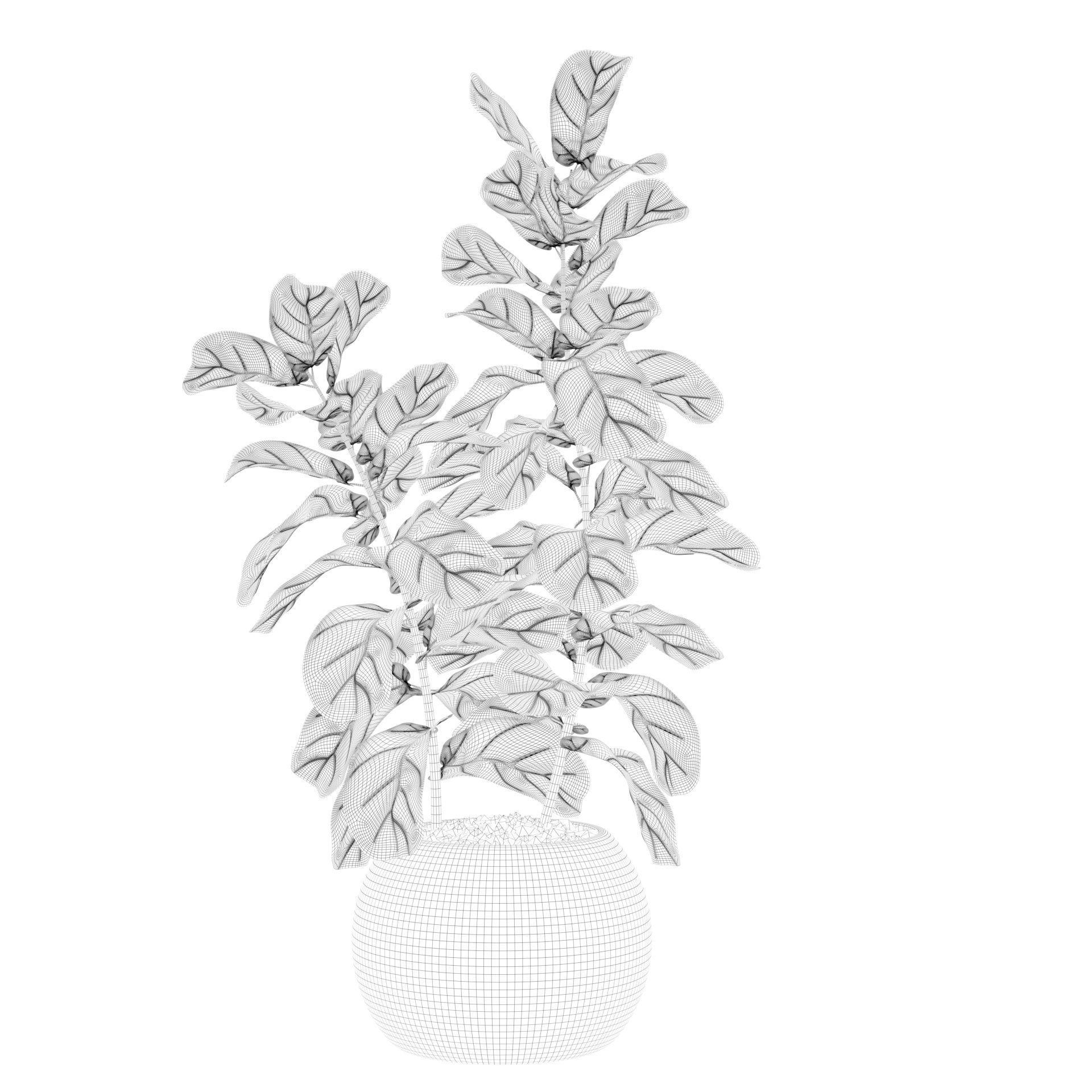 Ficus Lyrata in black felt pot 3D model_18