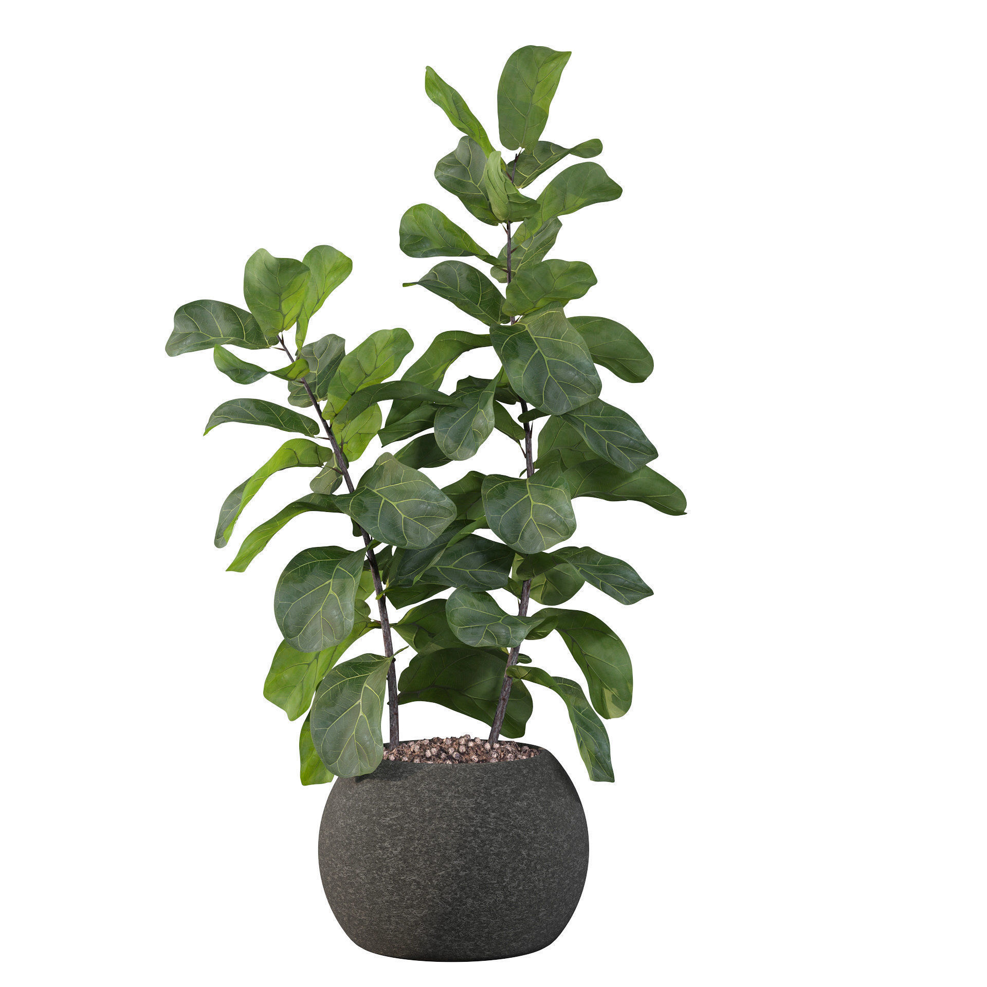 Ficus Lyrata in black felt pot 3D model_45