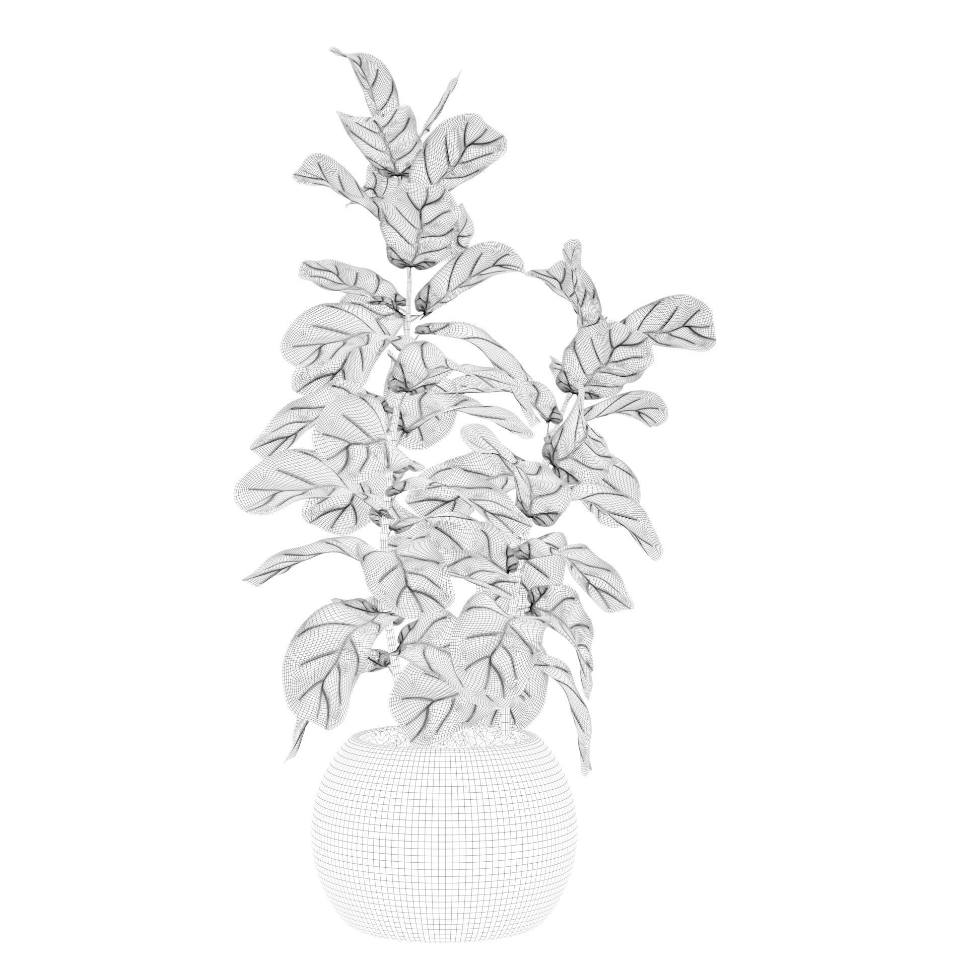 Ficus Lyrata in black felt pot 3D model_75