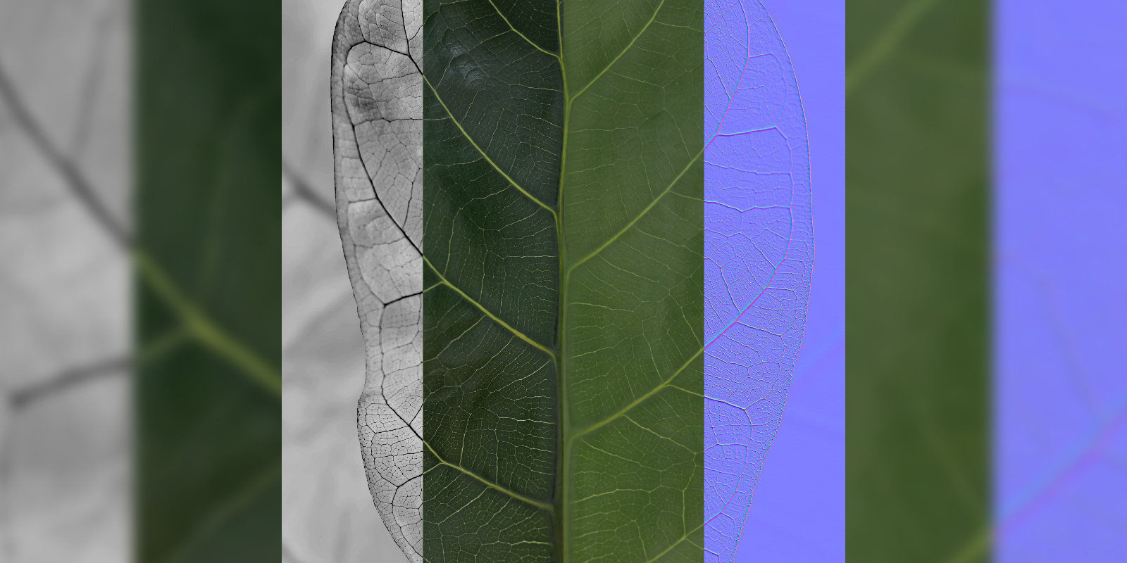 Ficus Lyrata in black felt pot 3D model_24