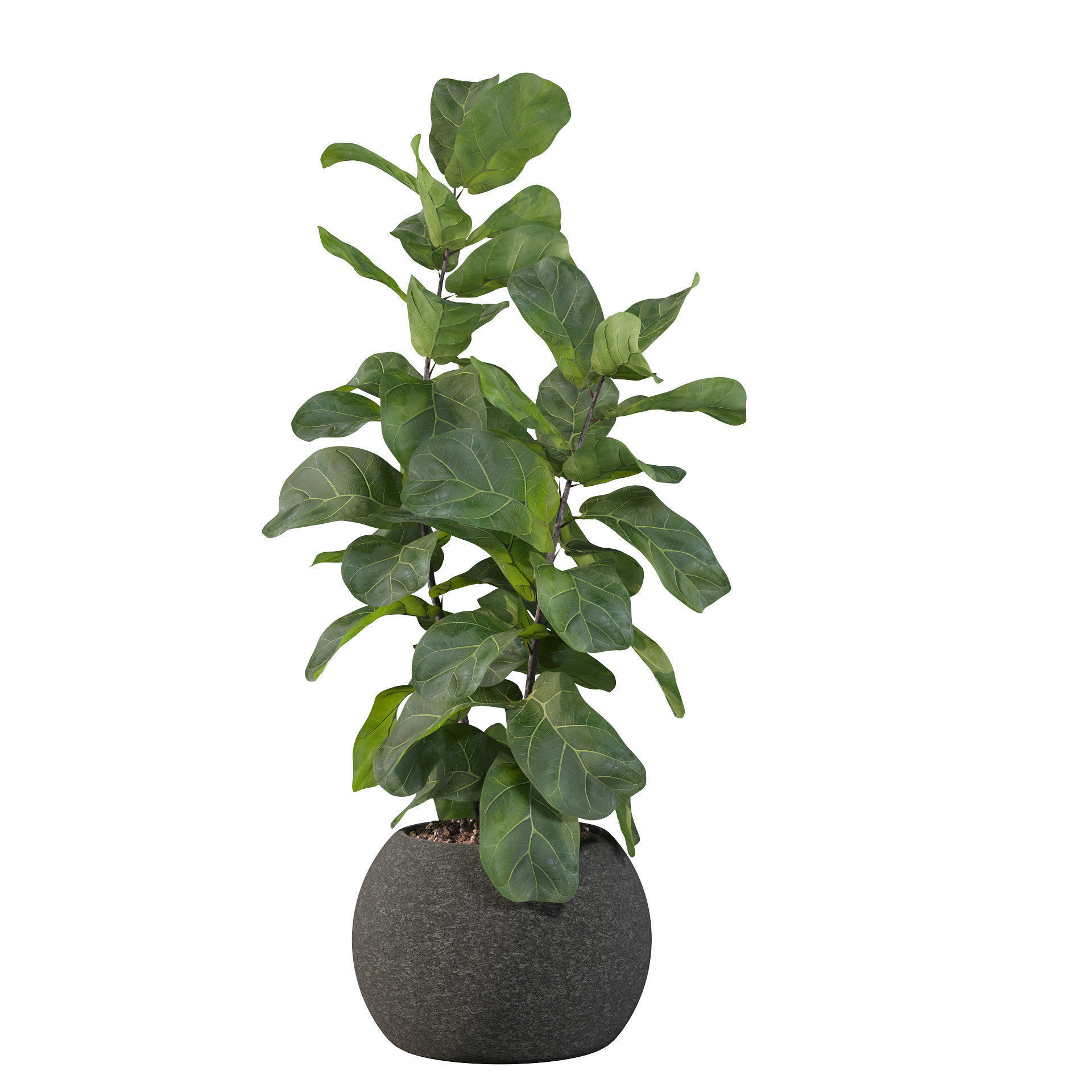 Ficus Lyrata in black felt pot 3D model_39
