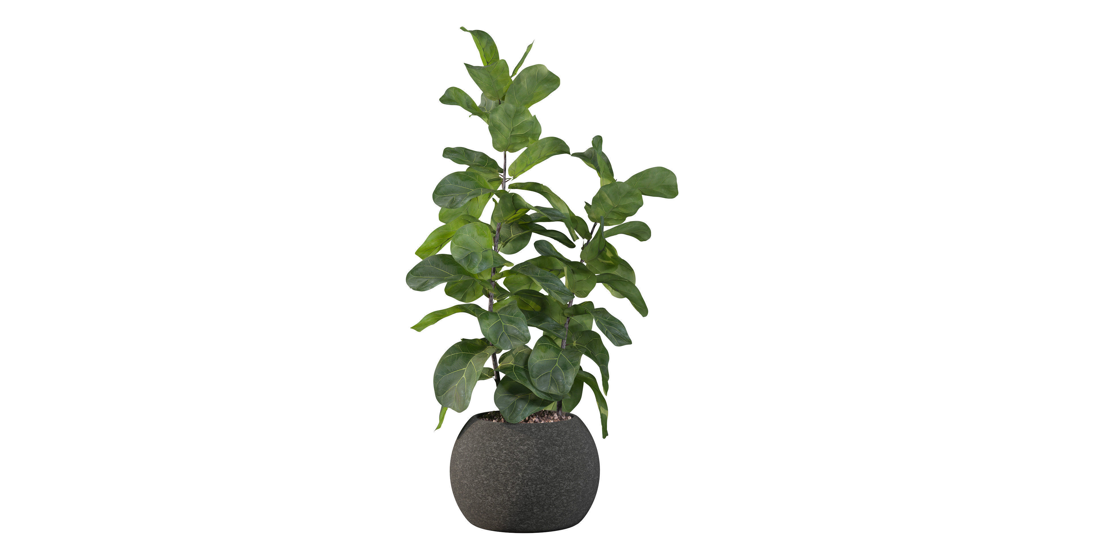 Ficus Lyrata in black felt pot 3D model_26