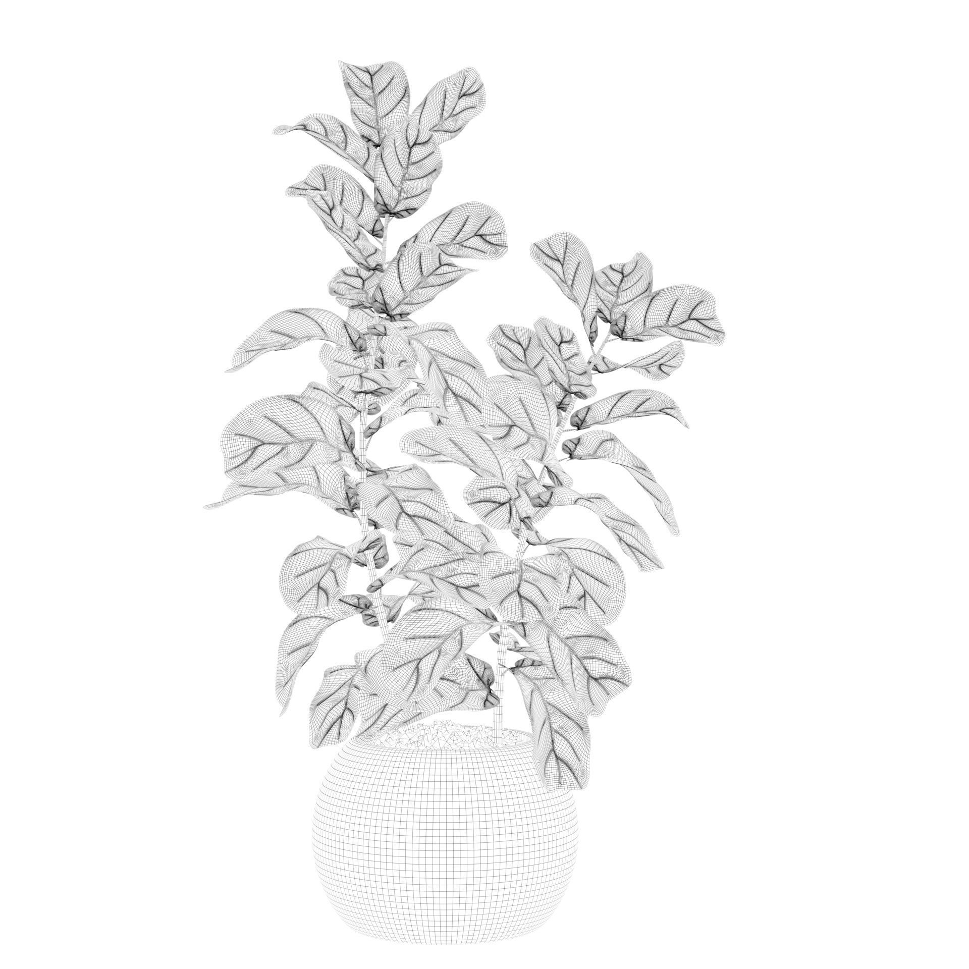 Ficus Lyrata in black felt pot 3D model_33