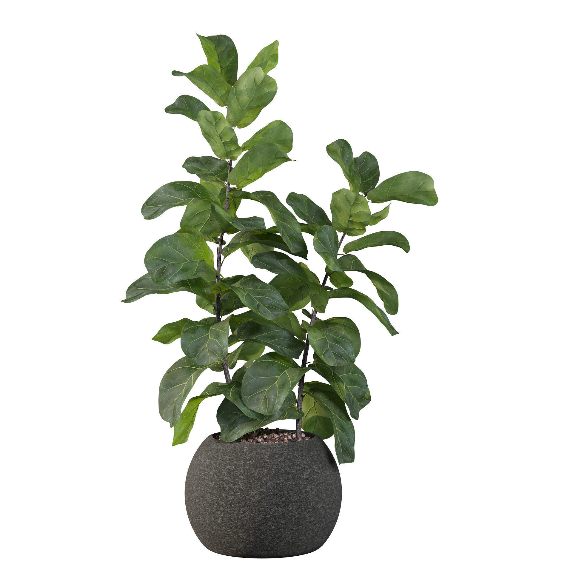 Ficus Lyrata in black felt pot 3D model_15