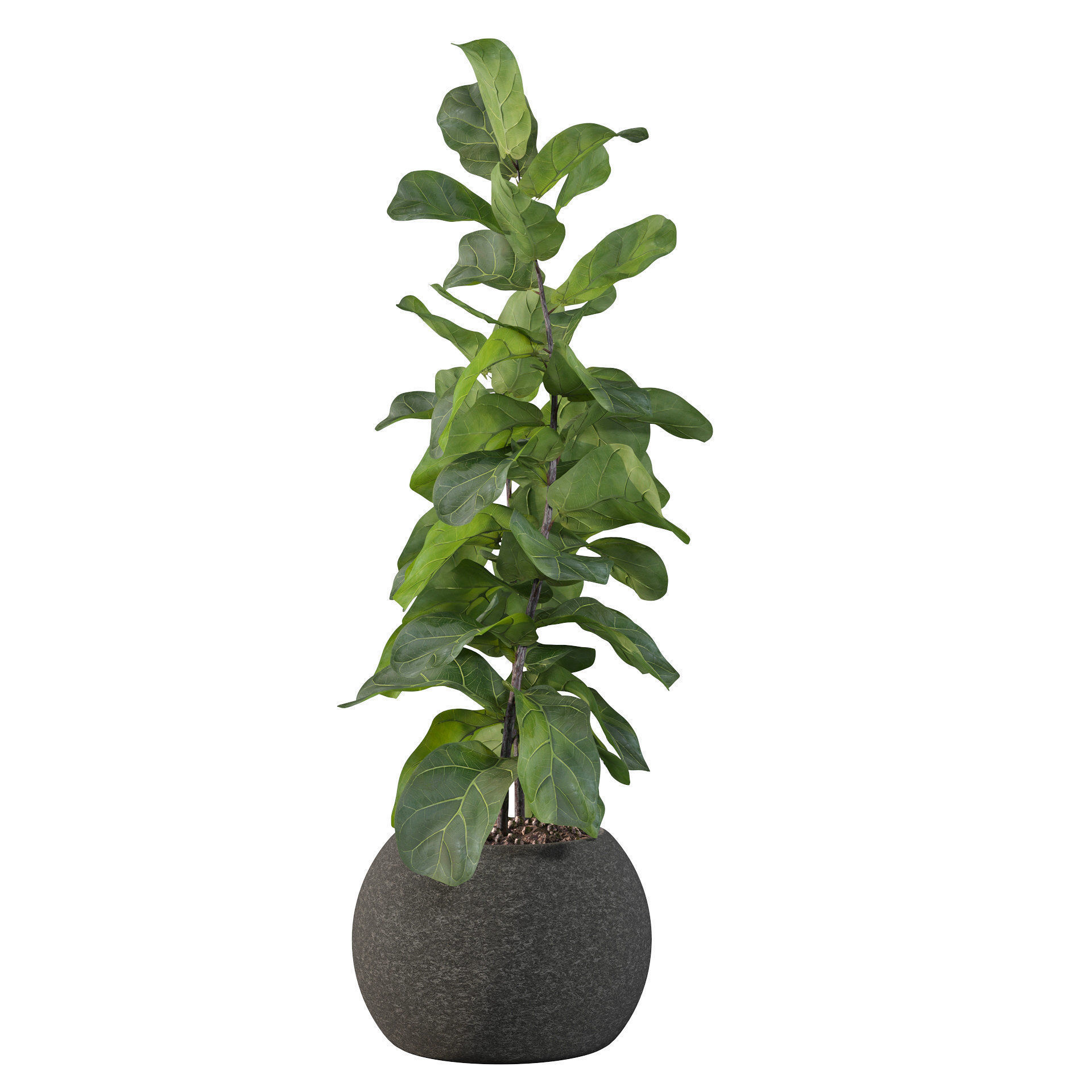 Ficus Lyrata in black felt pot 3D model_46