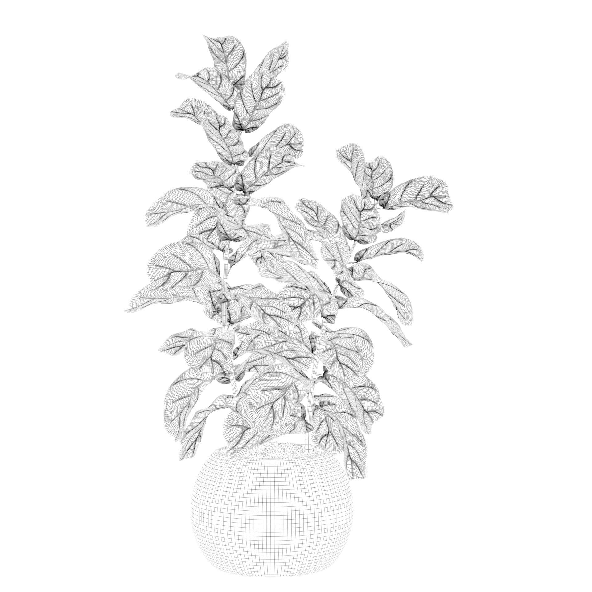 Ficus Lyrata in black felt pot 3D model_31