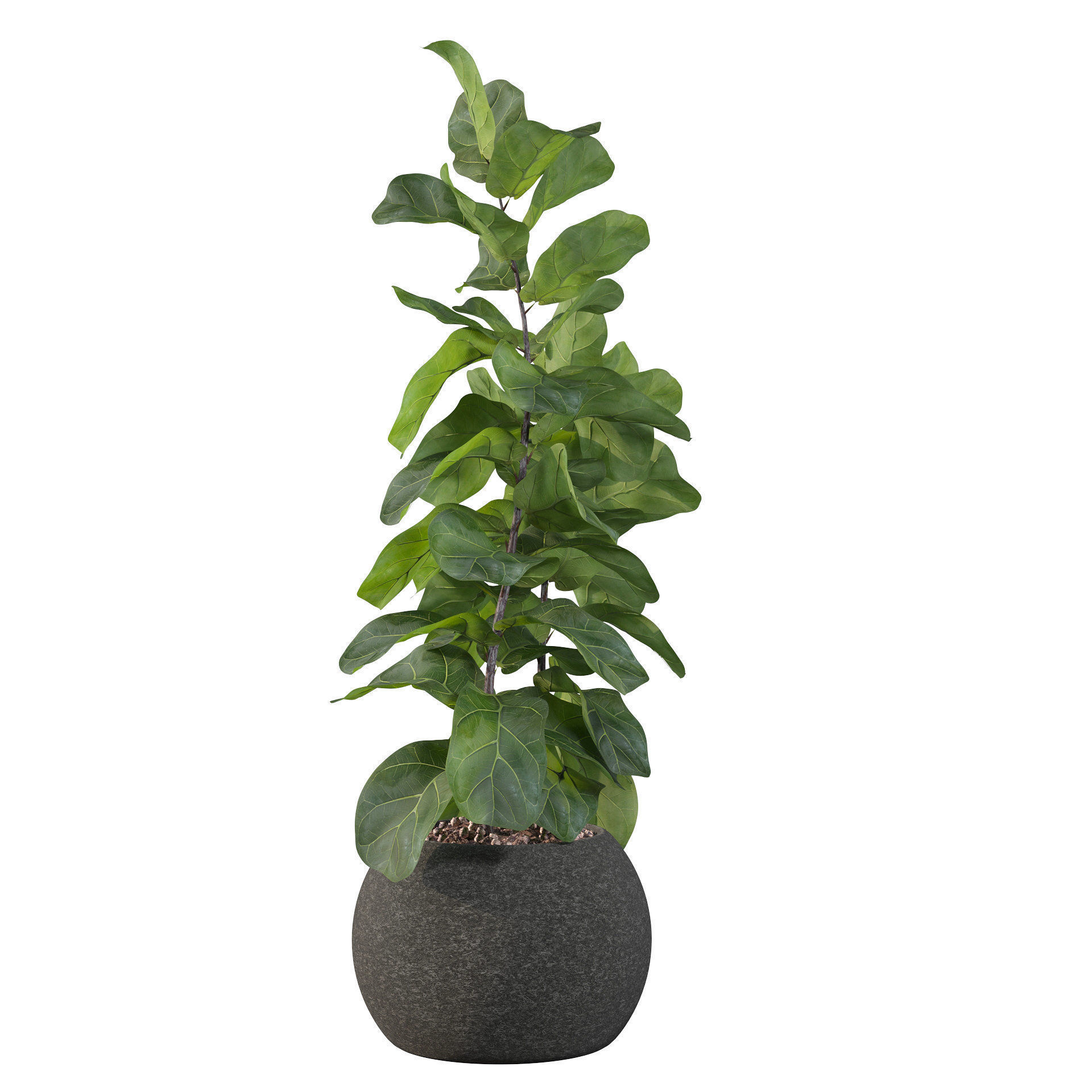 Ficus Lyrata in black felt pot 3D model_12