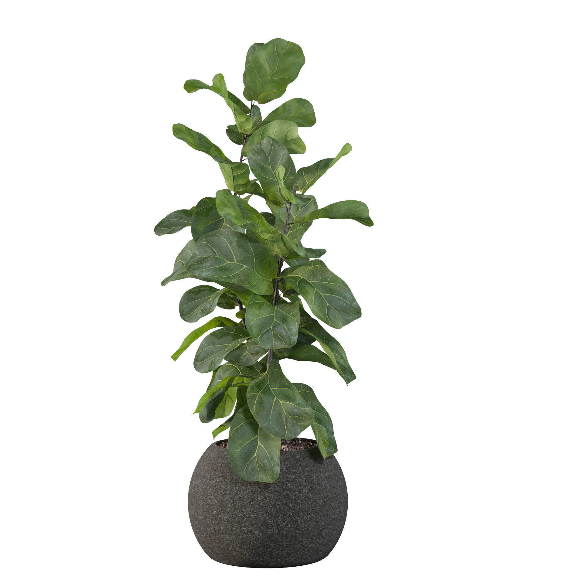 Ficus Lyrata in black felt pot 3D model_47