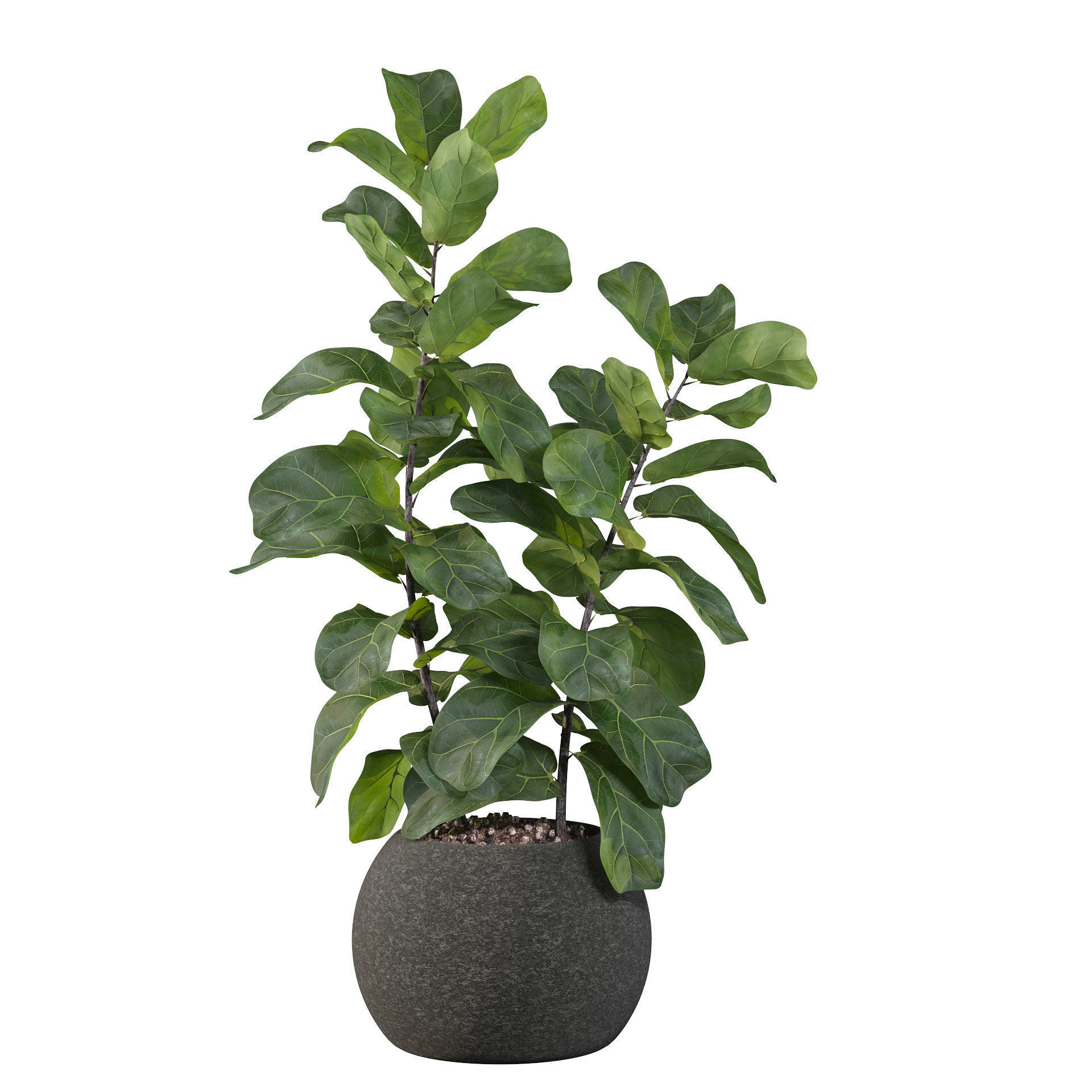 Ficus Lyrata in black felt pot 3D model_5