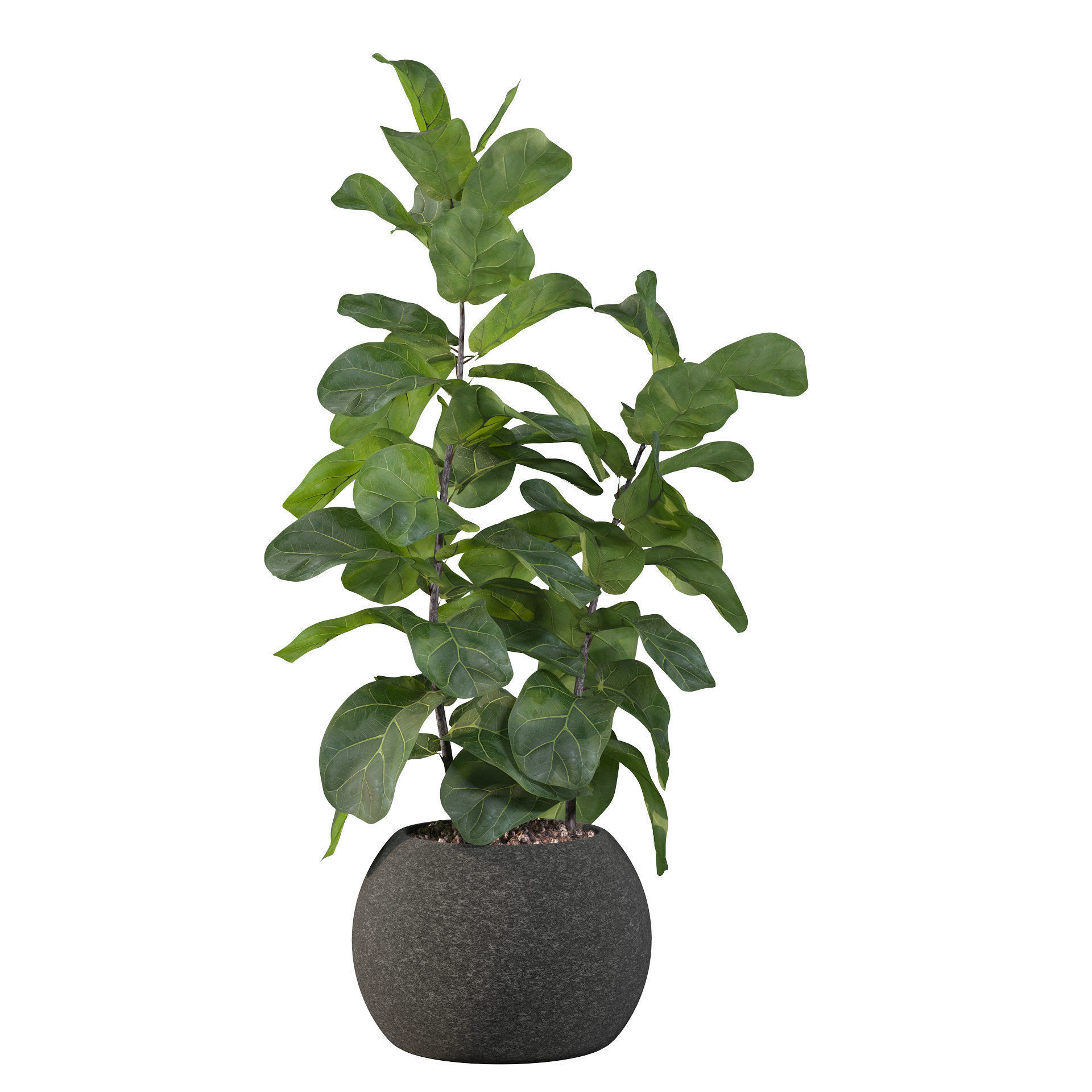 Ficus Lyrata in black felt pot 3D model_64