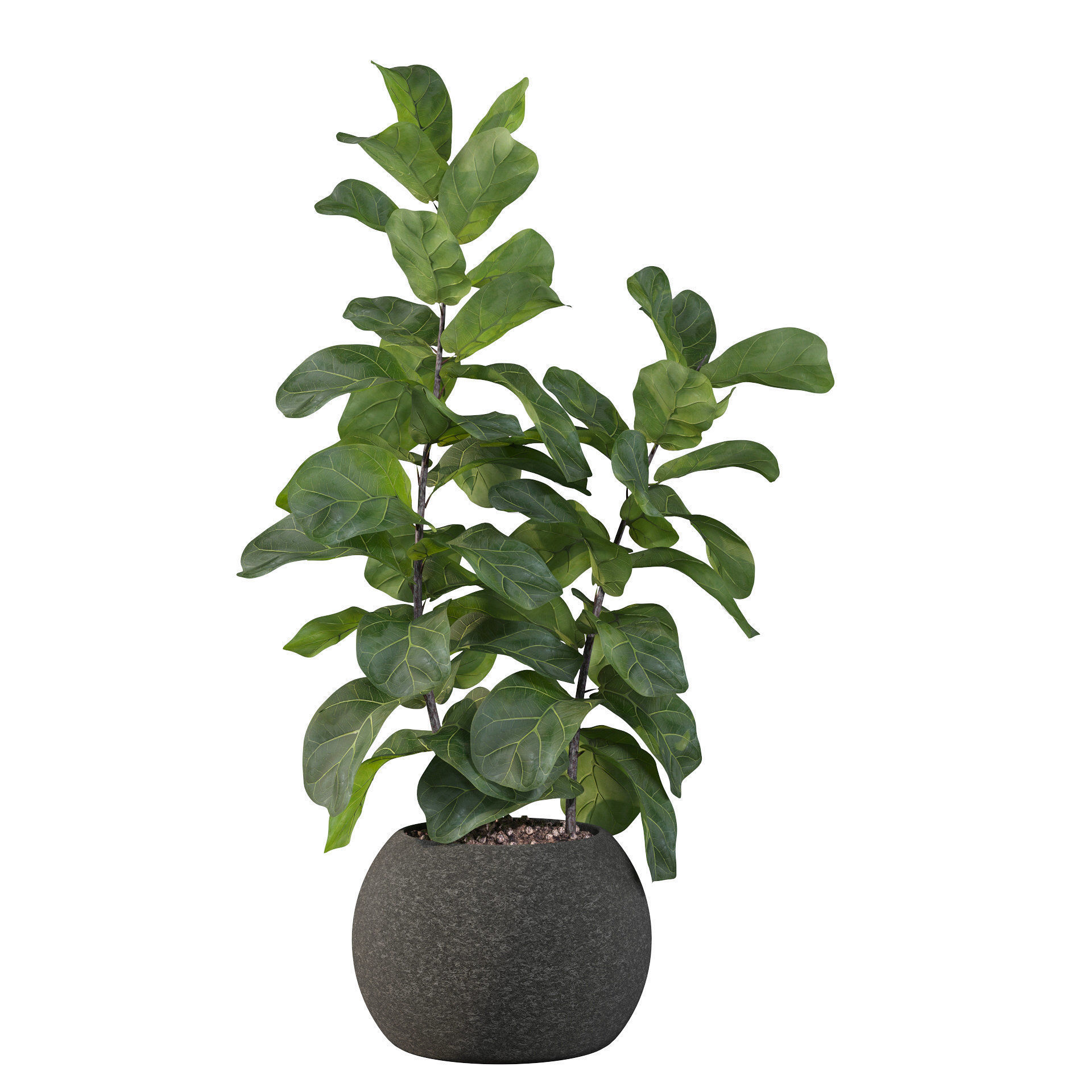 Ficus Lyrata in black felt pot 3D model_61