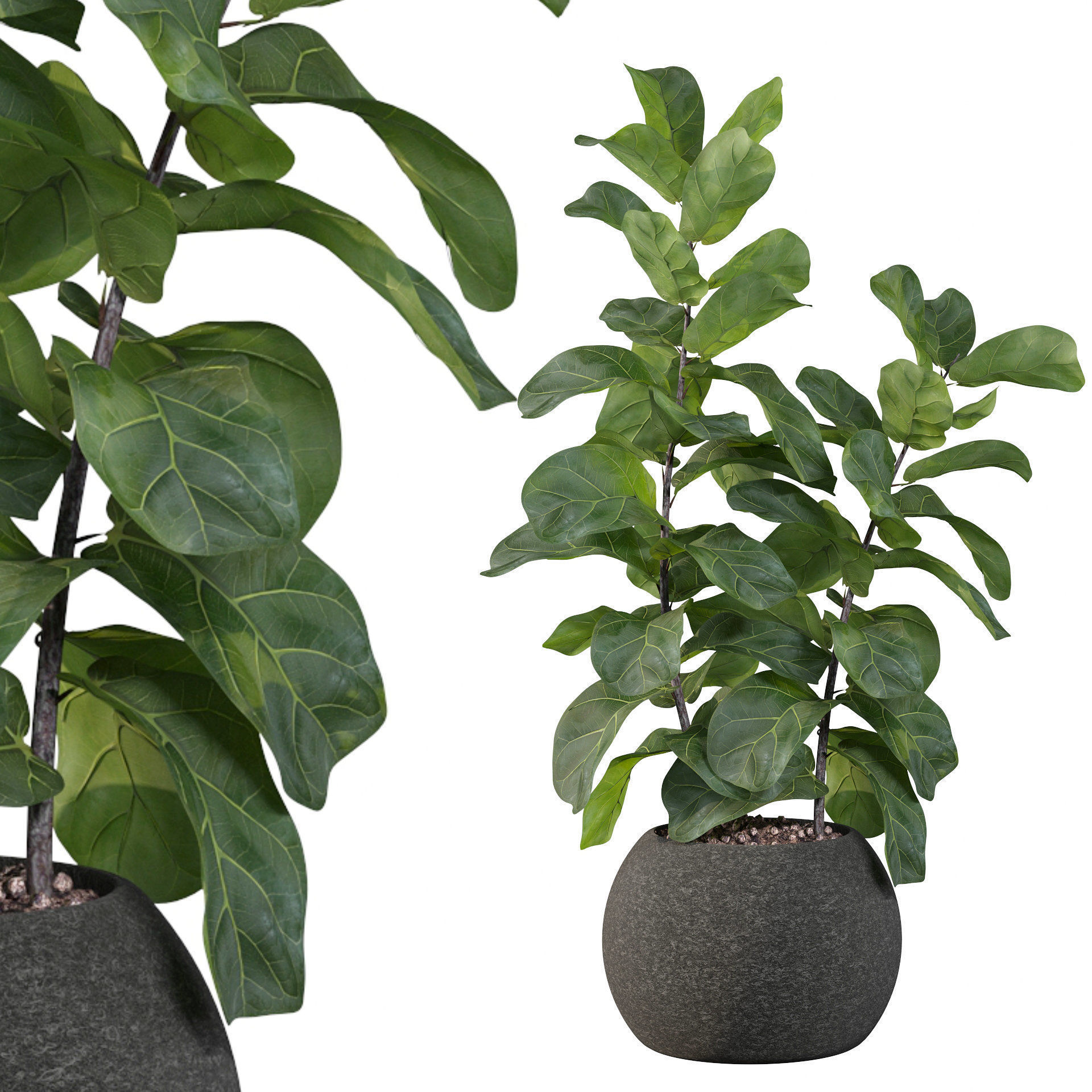 Ficus Lyrata in black felt pot 3D model_21