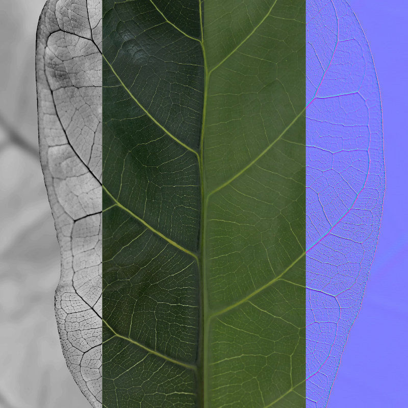 Ficus Lyrata in black felt pot 3D model_28