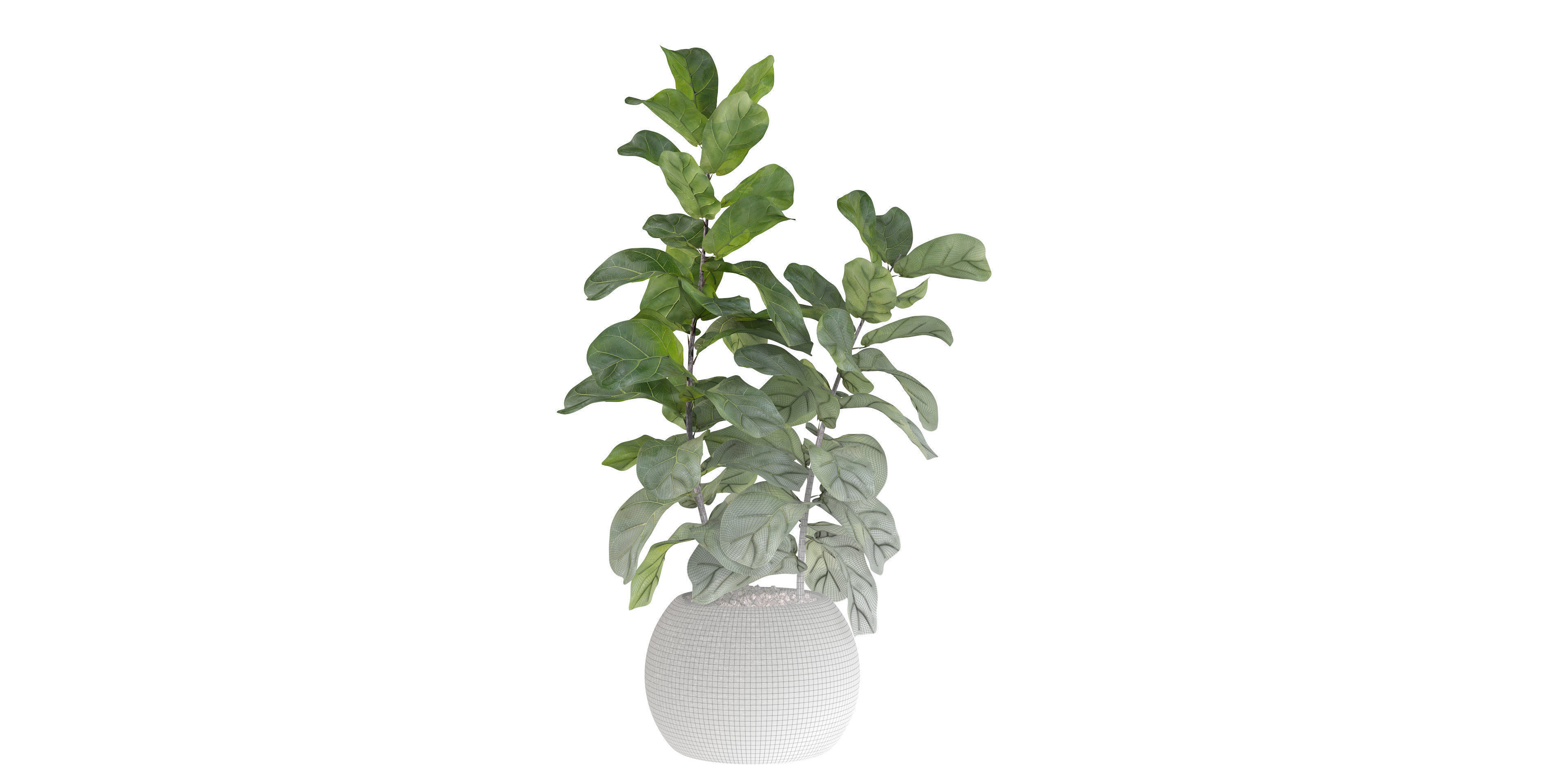 Ficus Lyrata in black felt pot 3D model_25