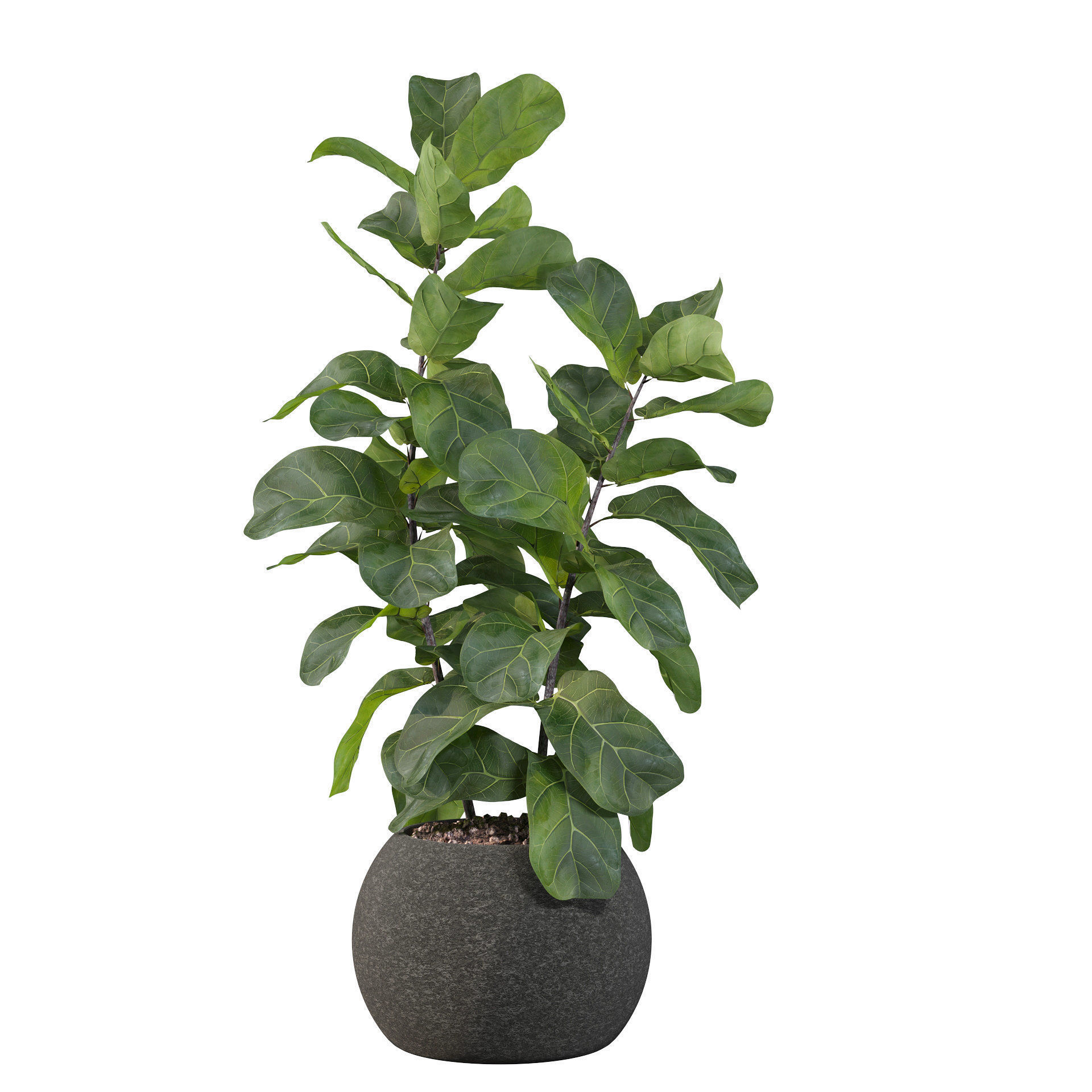 Ficus Lyrata in black felt pot 3D model_6