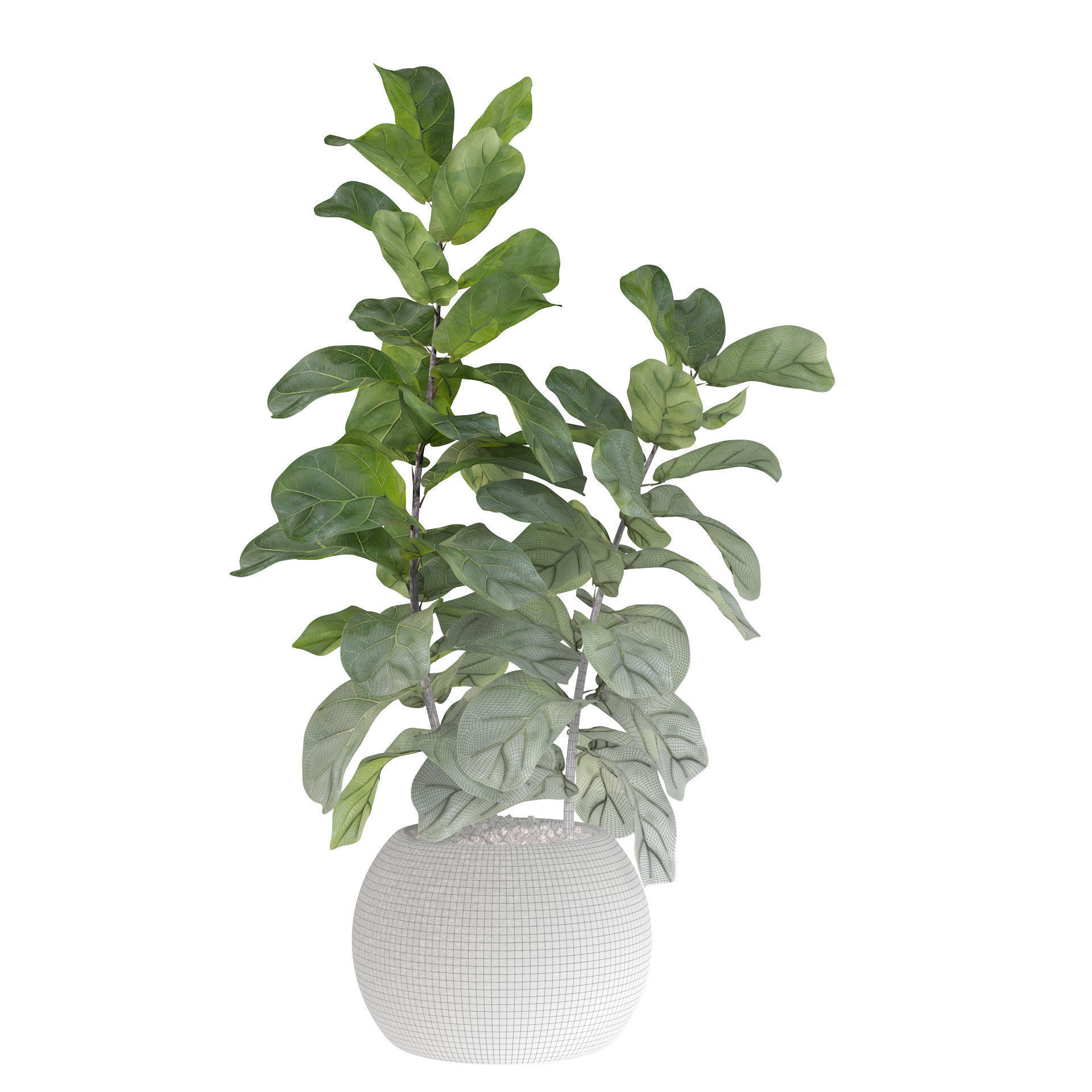 Ficus Lyrata in black felt pot 3D model_1