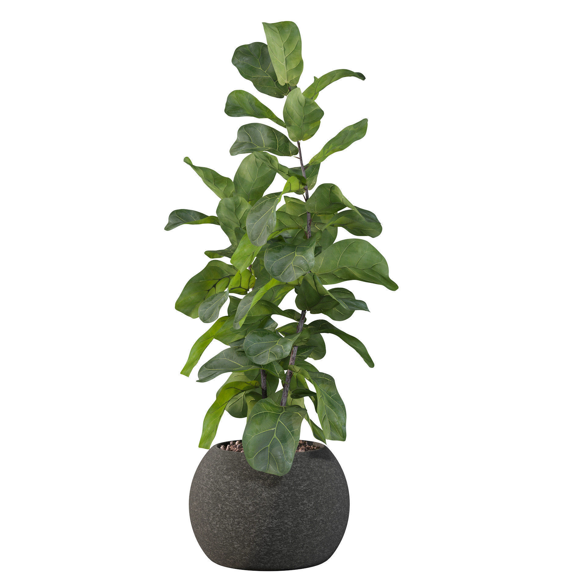 Ficus Lyrata in black felt pot 3D model_70