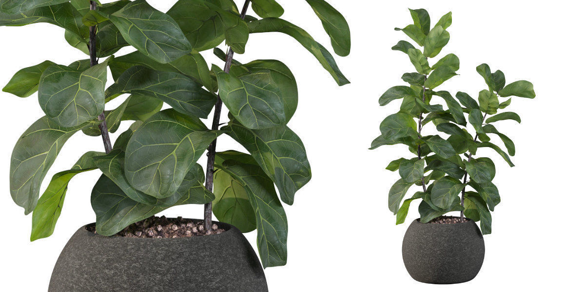 Ficus Lyrata in black felt pot 3D model_23
