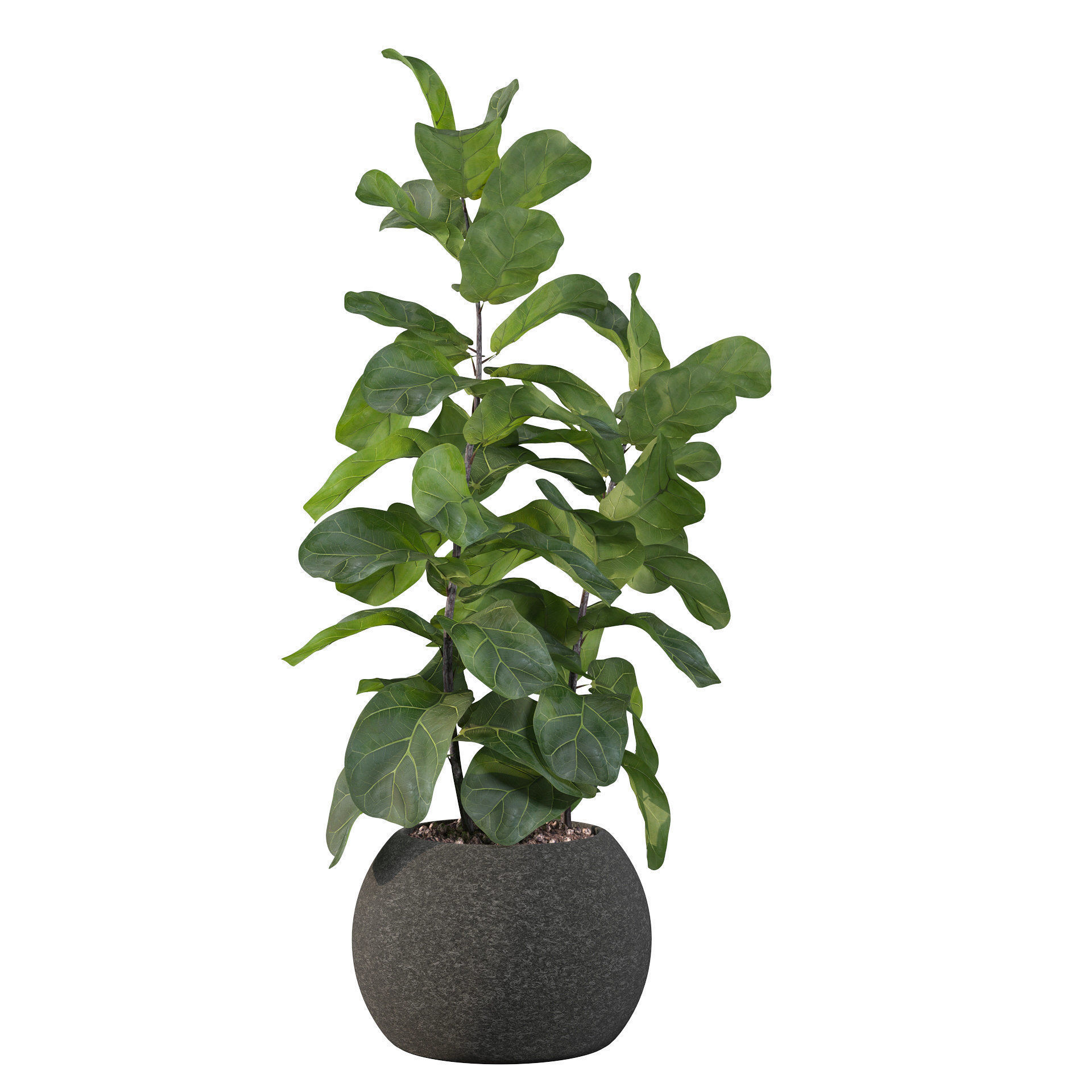 Ficus Lyrata in black felt pot 3D model_13
