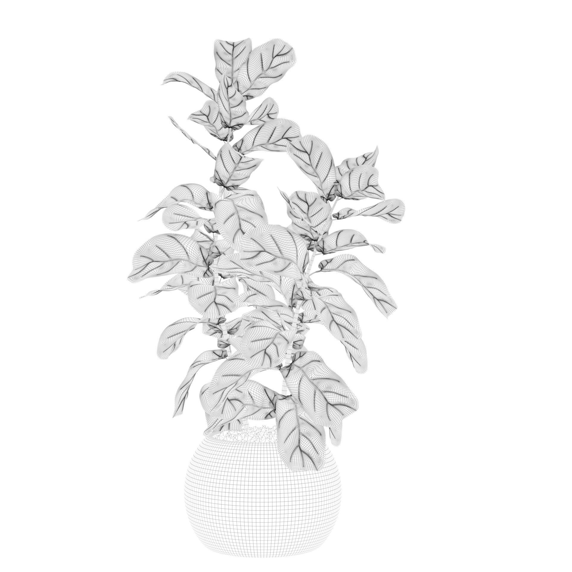 Ficus Lyrata in black felt pot 3D model_60