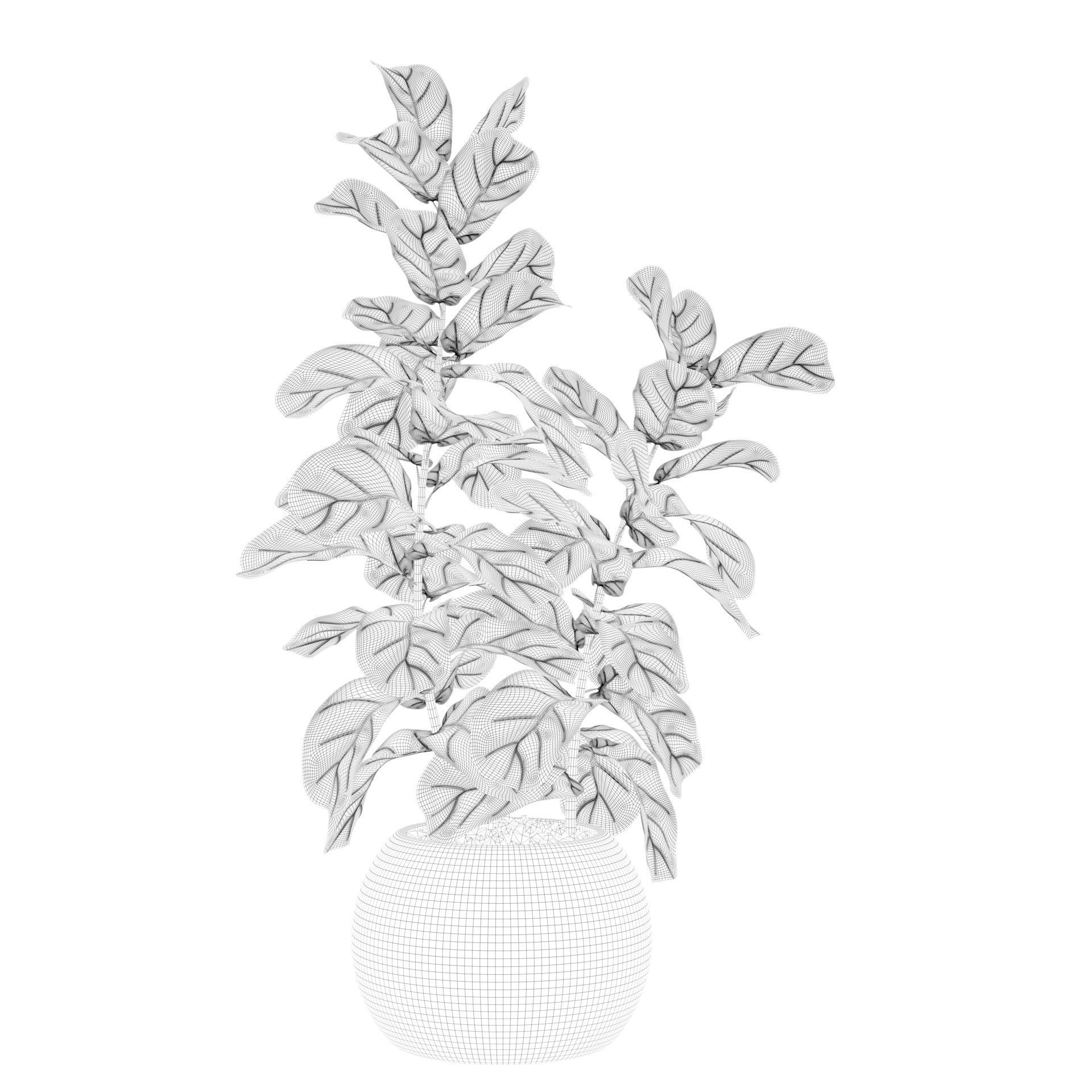 Ficus Lyrata in black felt pot 3D model_71