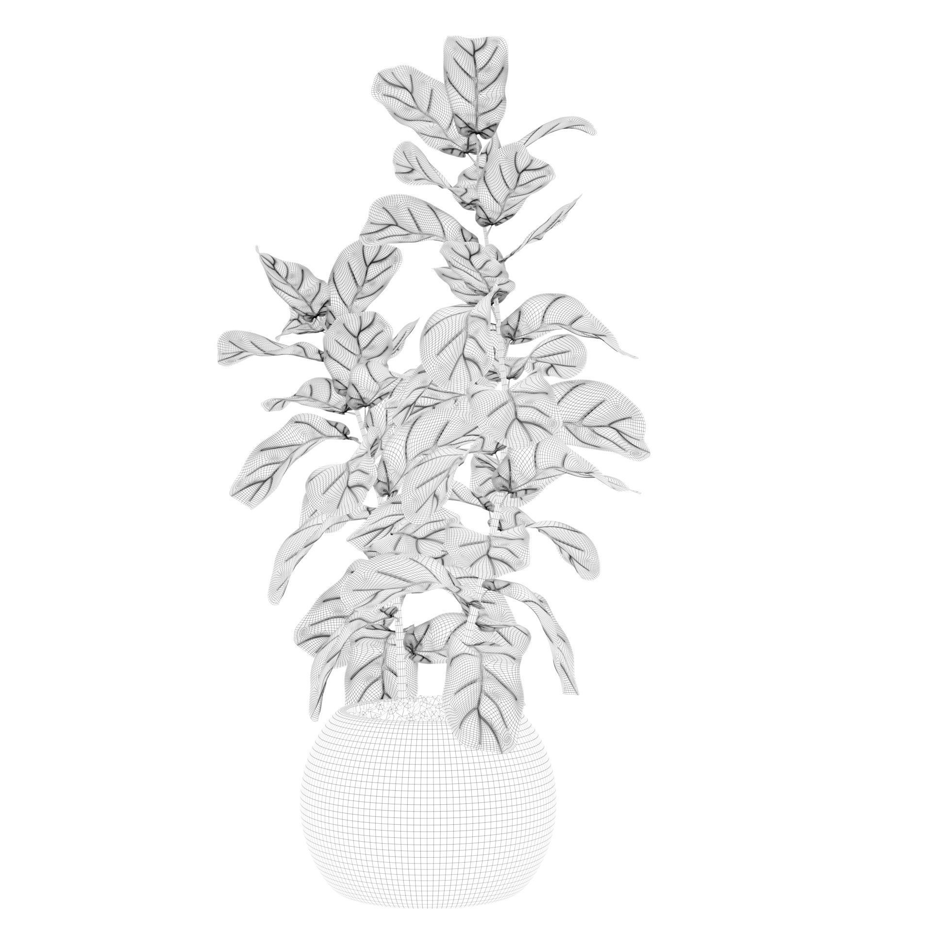 Ficus Lyrata in black felt pot 3D model_66