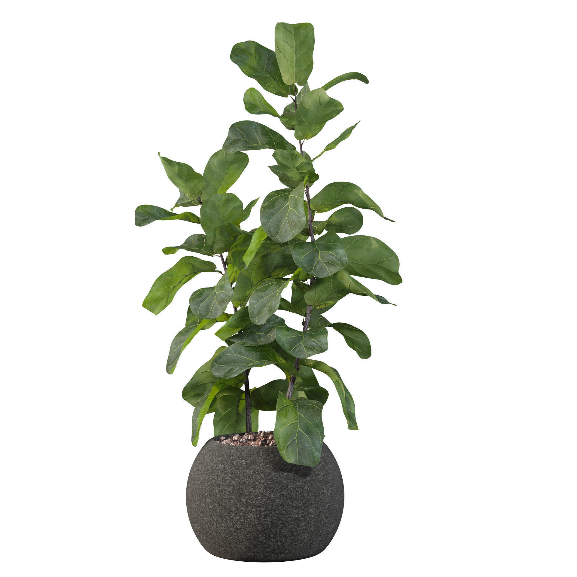 Ficus Lyrata in black felt pot 3D model_69