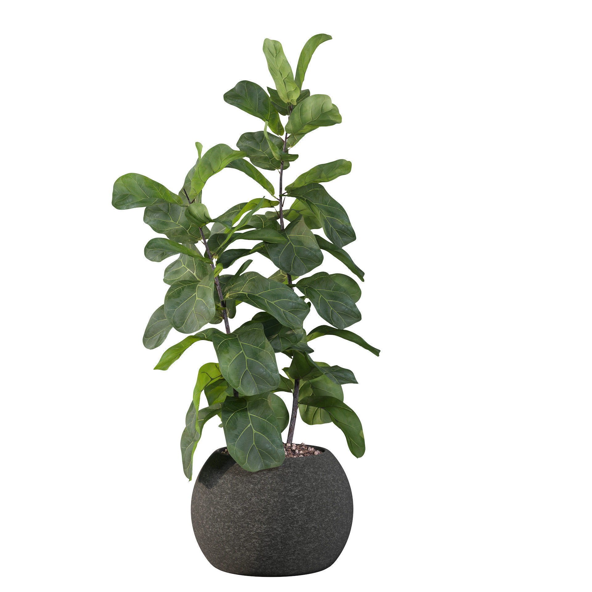 Ficus Lyrata in black felt pot 3D model_35