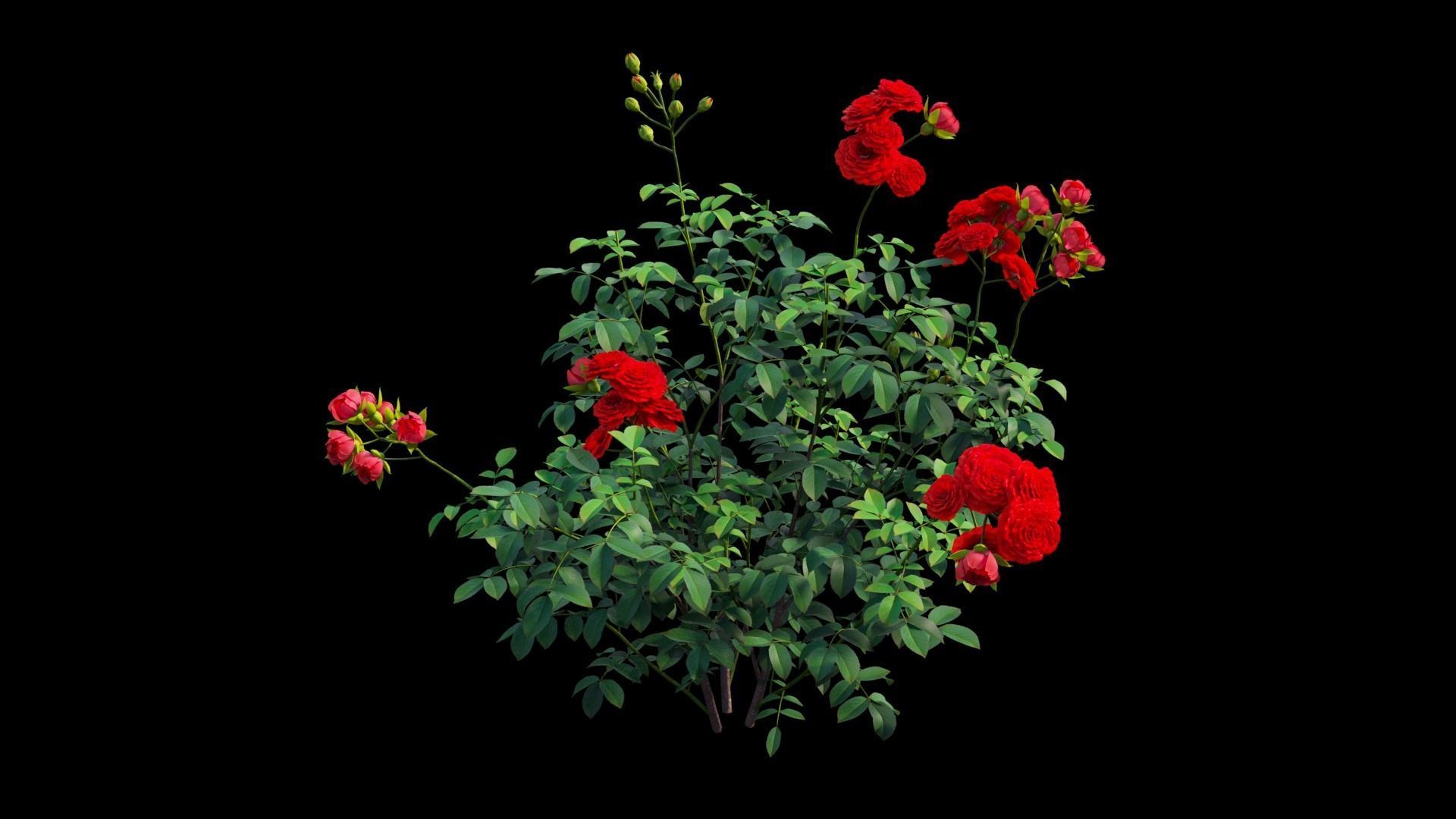 Rose plant set 65 3D model_11