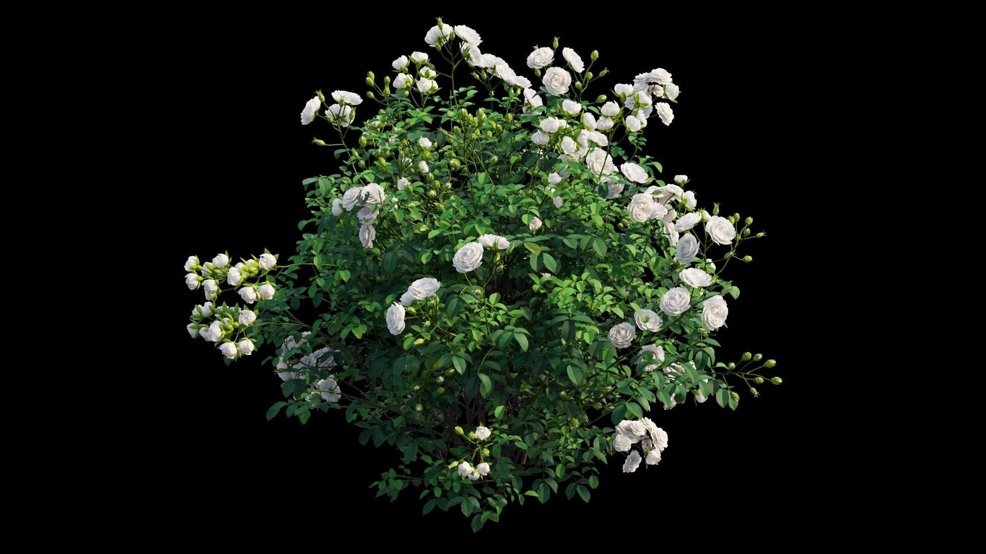 Rose plant set 65 3D model_7