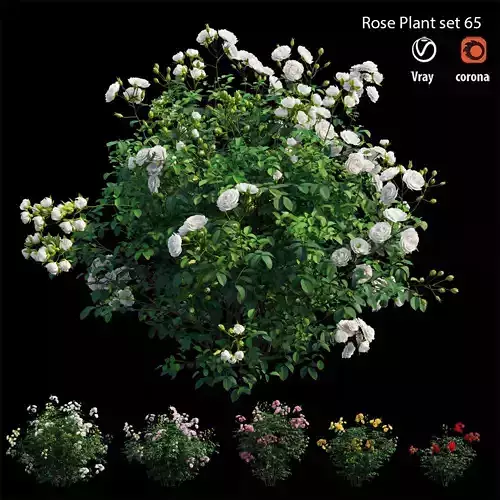Rose plant set 65