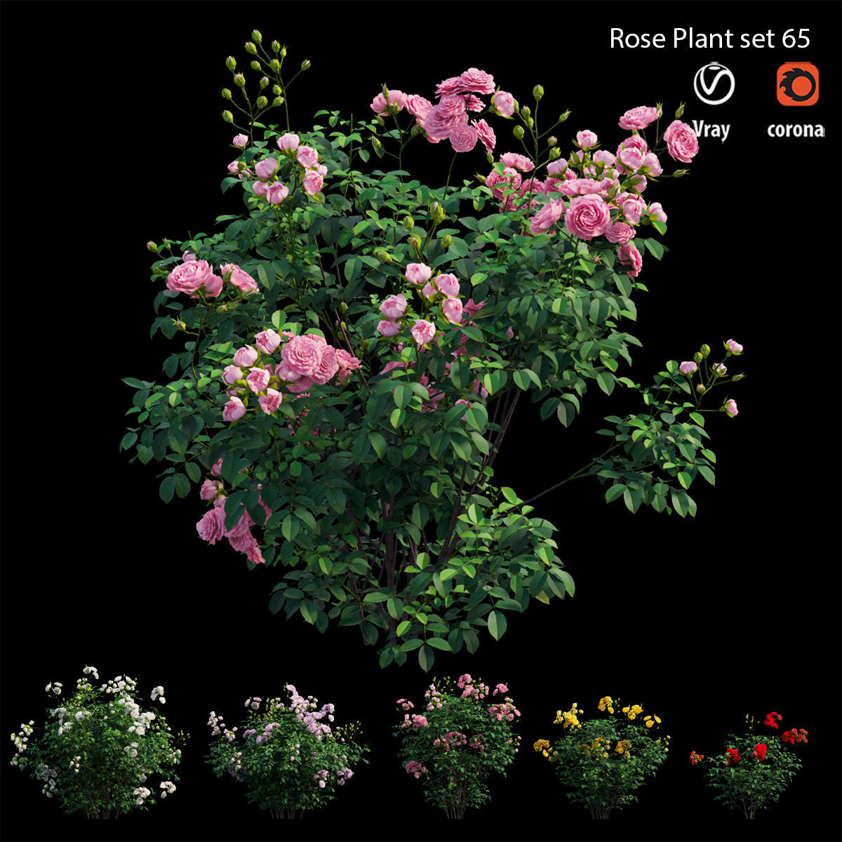 Rose plant set 65 3D model_2