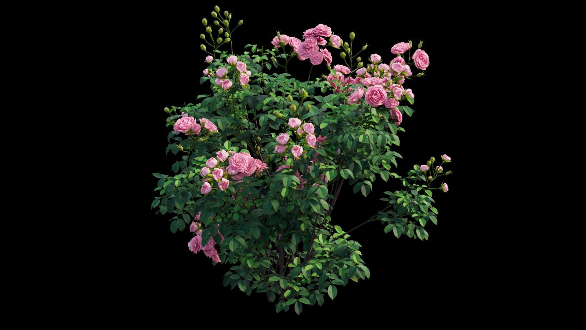 Rose plant set 65 3D model_9