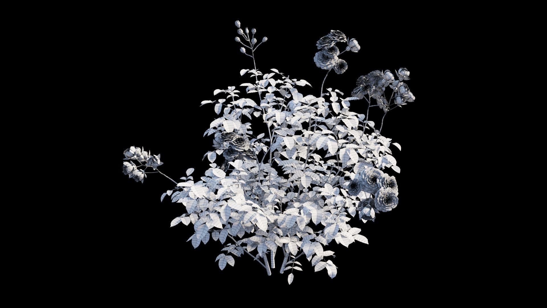 Rose plant set 65 3D model_12