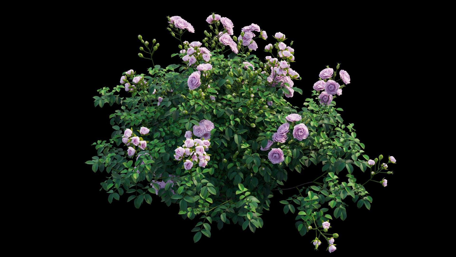 Rose plant set 65 3D model_8