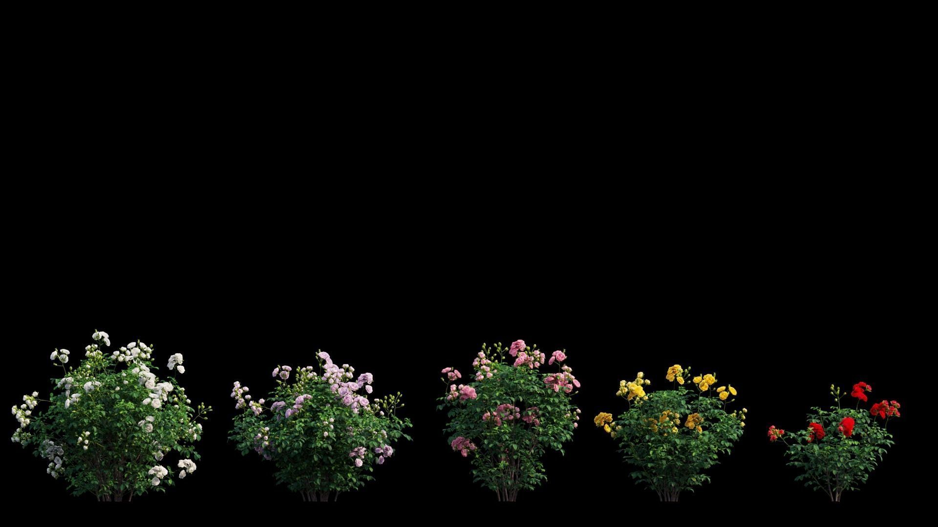 Rose plant set 65 3D model_6