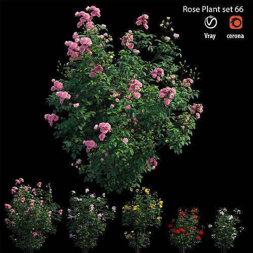 Rose plant set 66 3D model