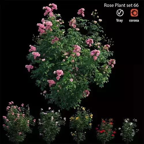 Rose plant set 66