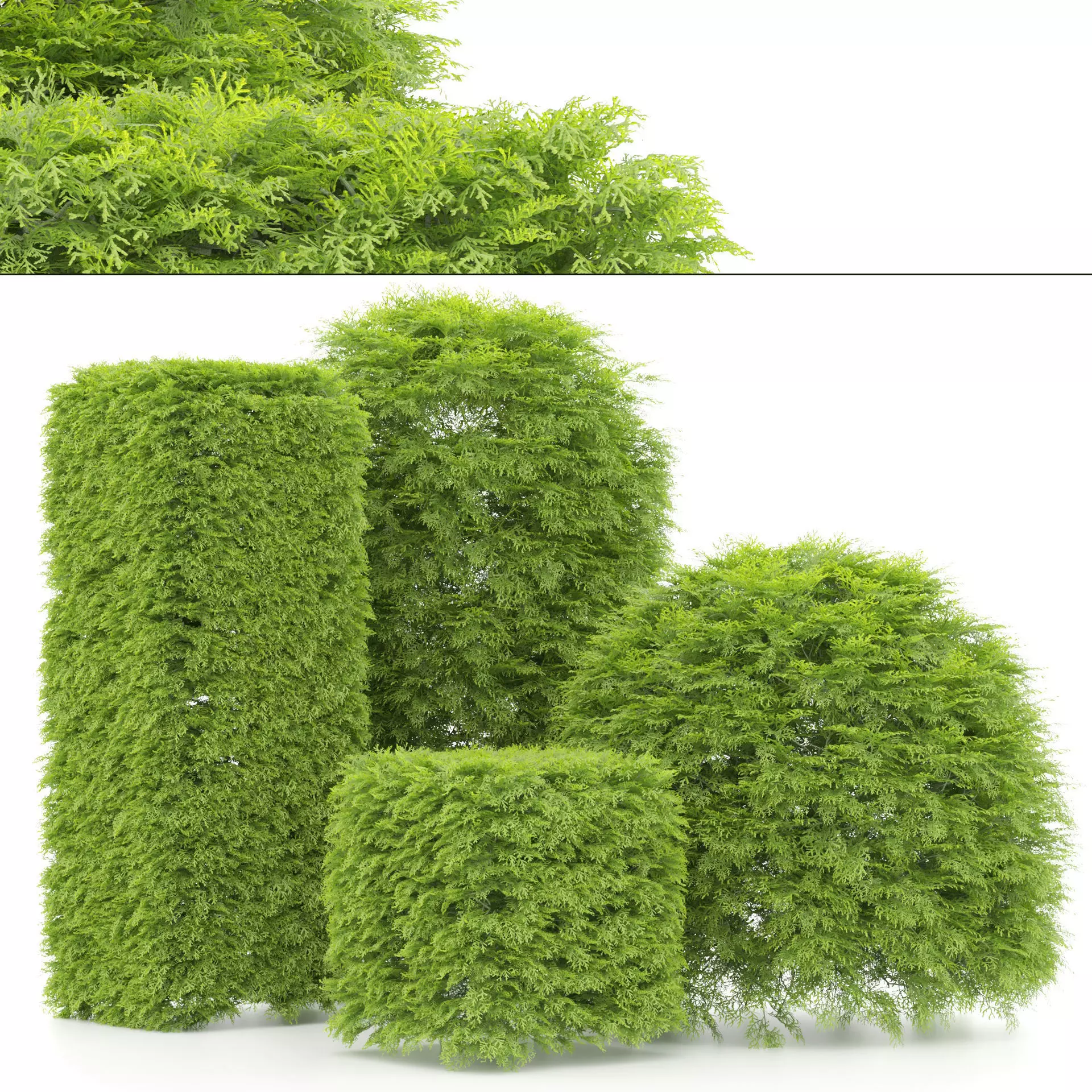shaped Bush plants V02 3D model_0