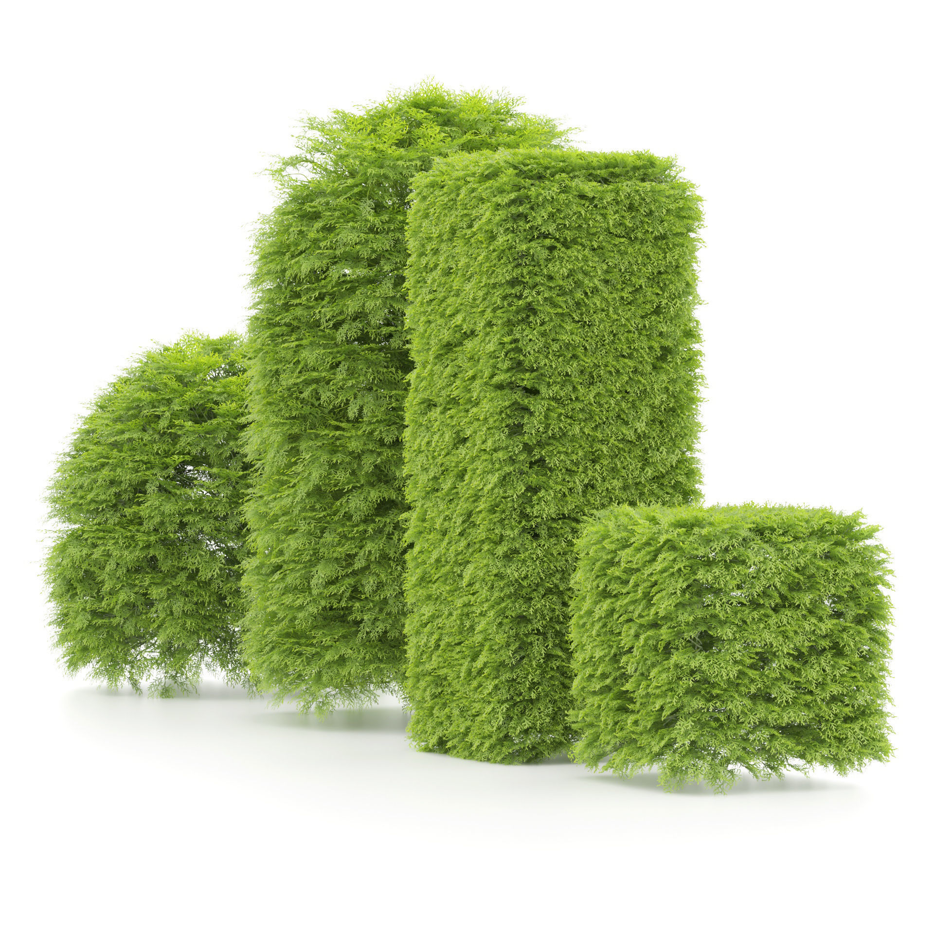 shaped Bush plants V02 3D model_2