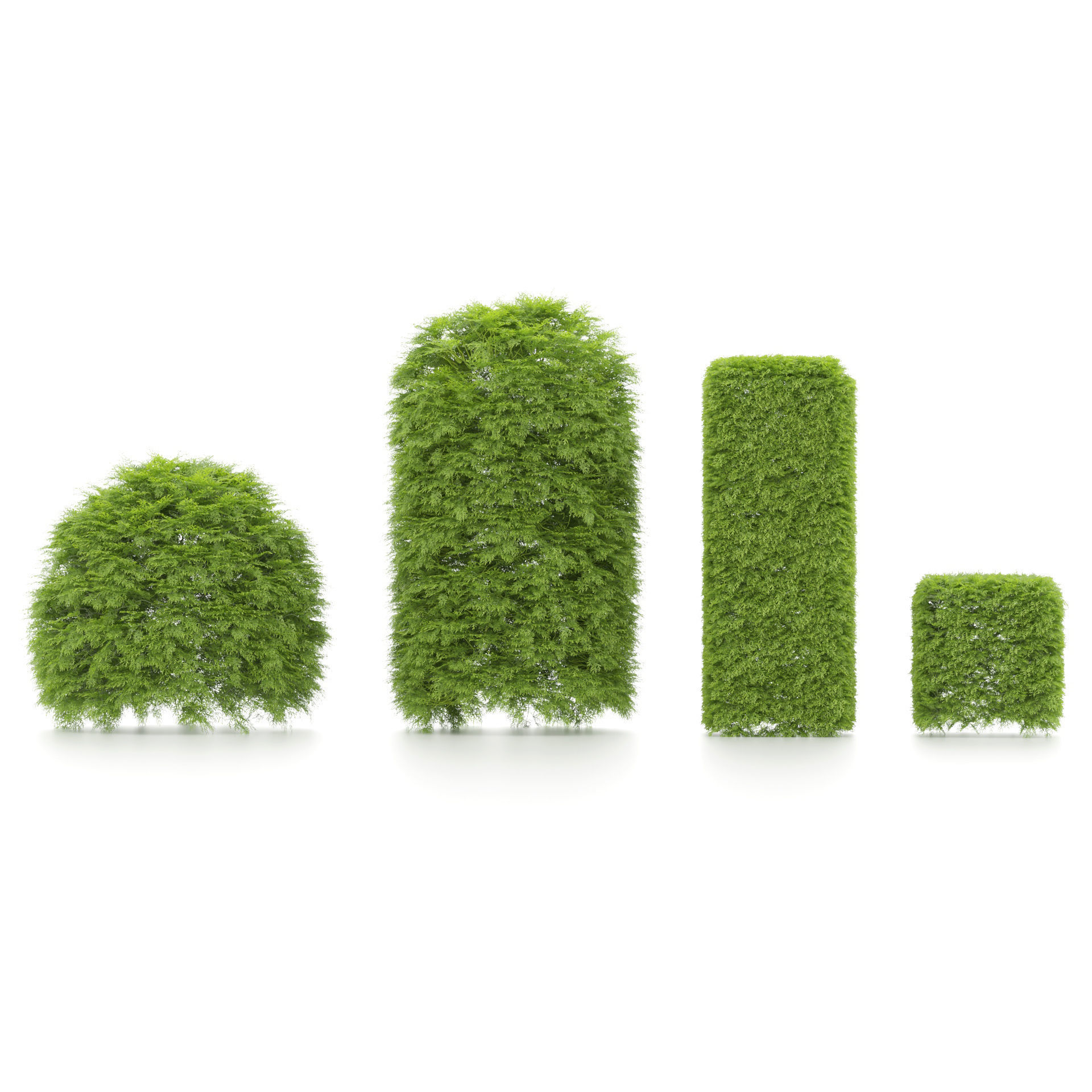 shaped Bush plants V02 3D model_1