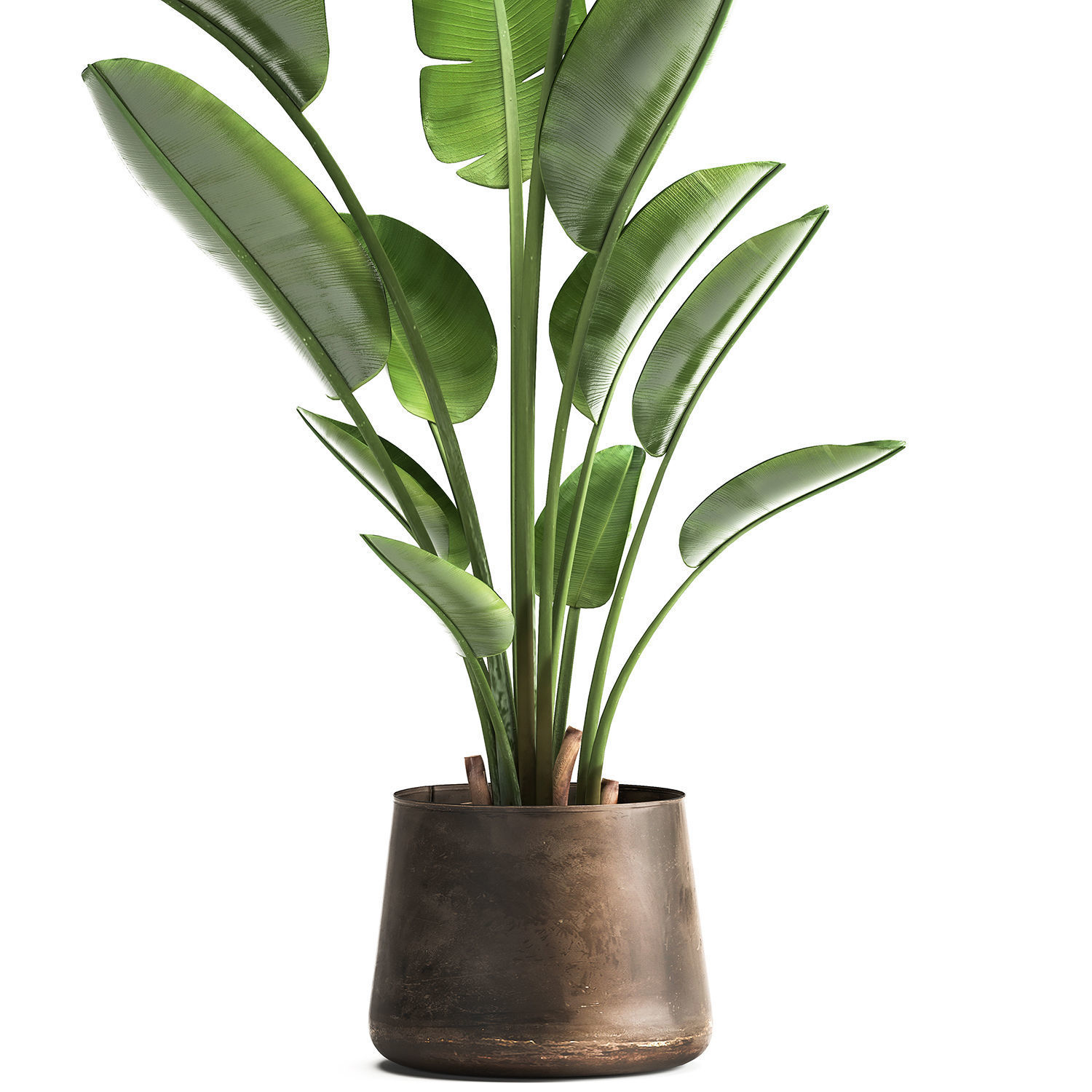 Ravenala palm in a rust pot for the interior 963 3D model_3