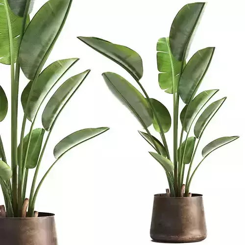 Ravenala palm in a rust pot for the interior 963