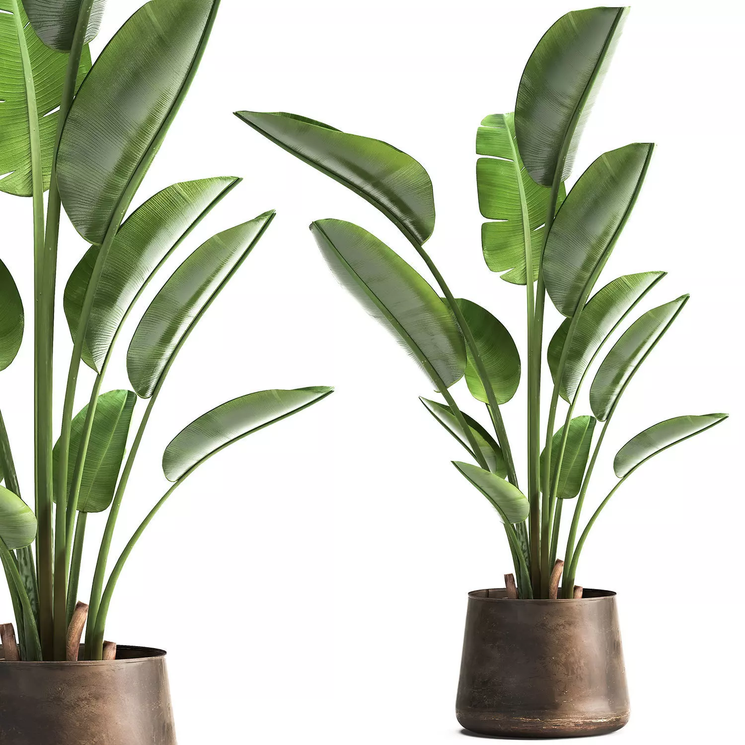 Ravenala palm in a rust pot for the interior 963 3D model_0