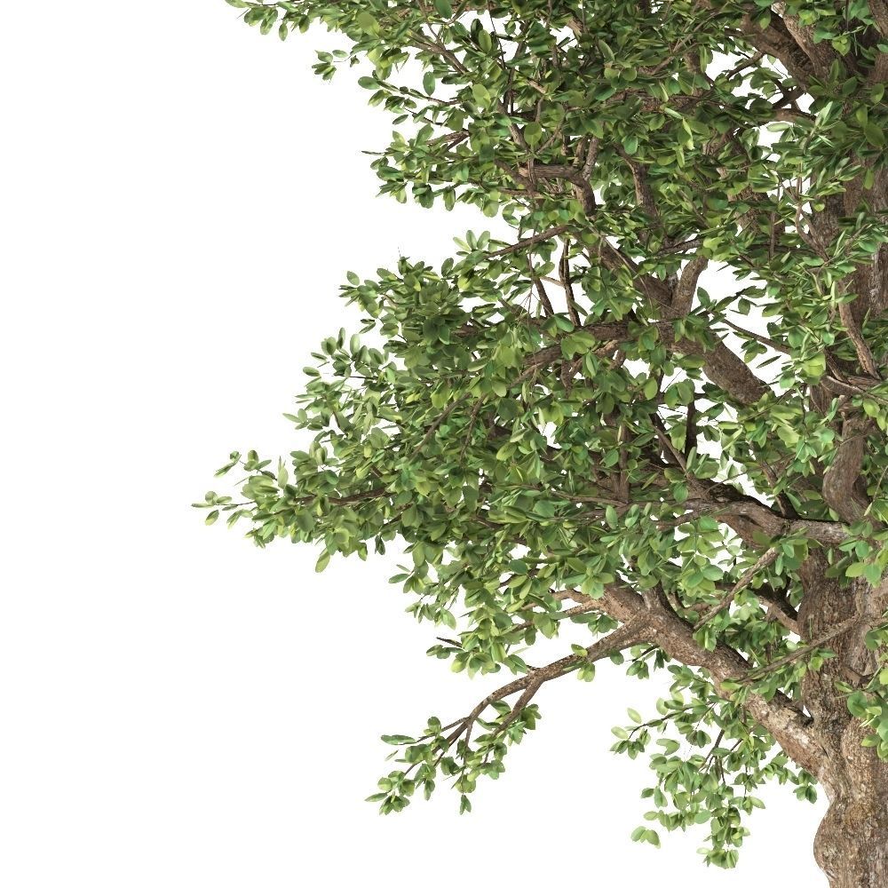 White Alder Tree 3D model_2