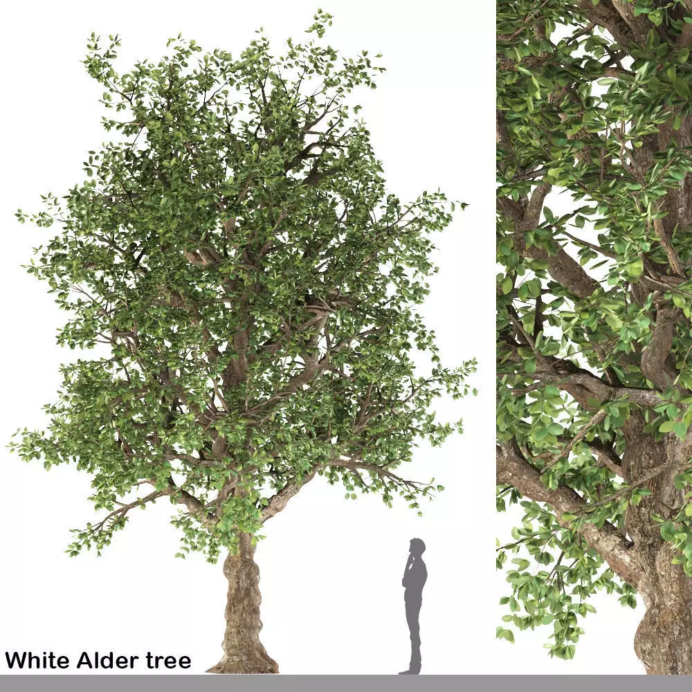 White Alder Tree 3D model_0