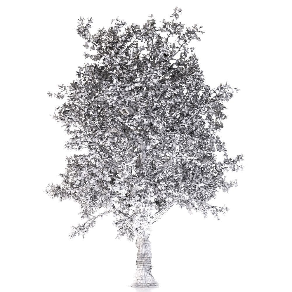 White Alder Tree 3D model_3