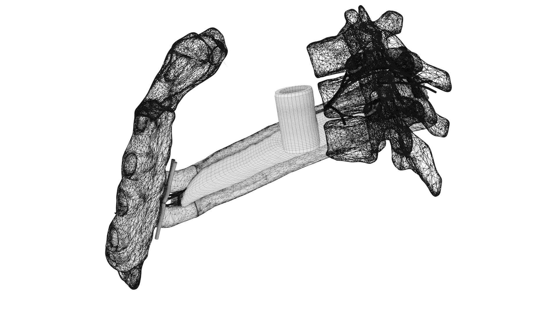 Intercostal ribs muscles nerve vessels labelled 3D model_23