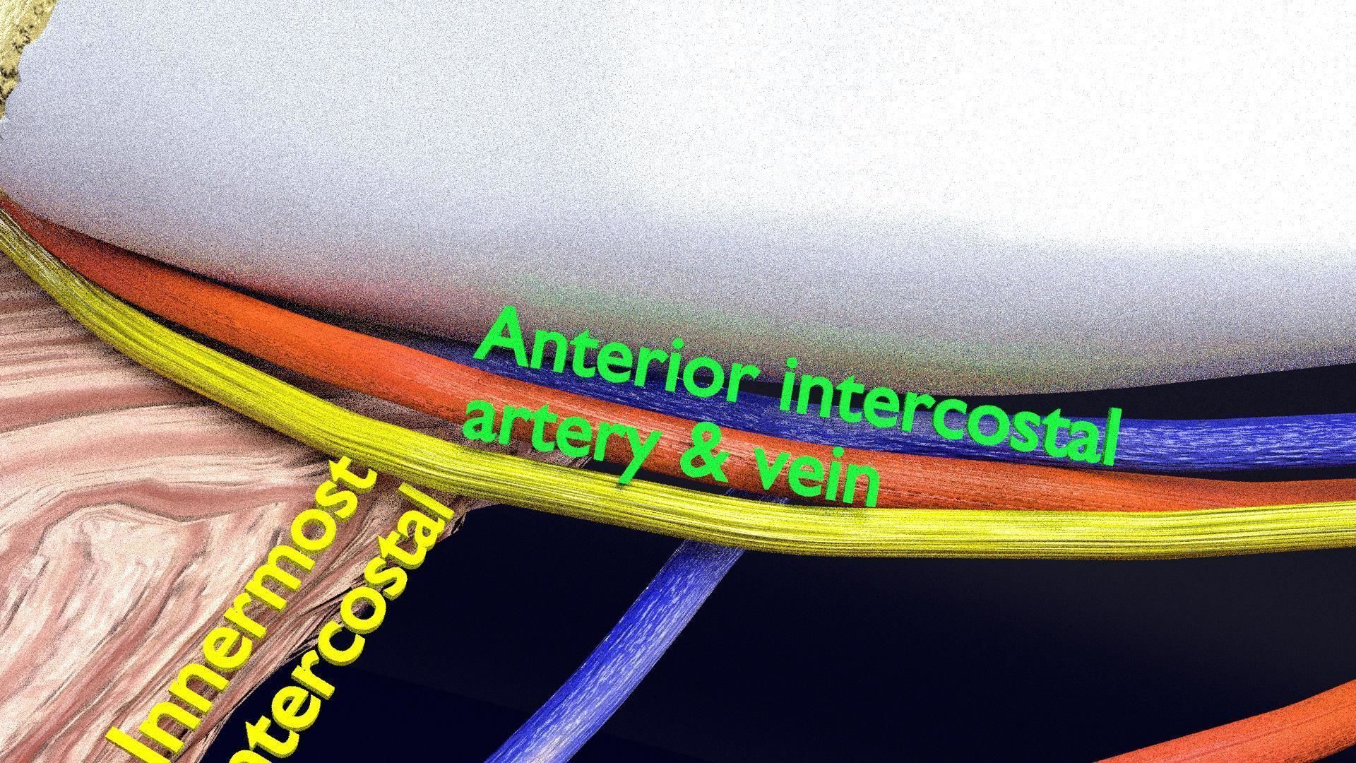 Intercostal ribs muscles nerve vessels labelled 3D model_11